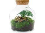 Giardino In Bottiglia "Little Joe"" - Terrario Per Piante Fai Da Te - Altezza 21,5 Cm"