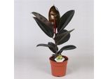 Albero Della Gomma Ficus Elastica Abidjanca. 60 Cm - Pianta Da Appartamento, Facile Da Curare, Sempreverde, Ideale Per Casa O Ufficio