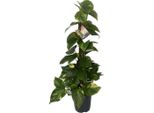 Epipremnum Aureum Edera Muschio Bastone Ca. 80 Cm - Pianta Rampicante Di Facile Cura Per Interni E Pianta Ricadente - Un'attrazione Verde Per La Vostra Casa