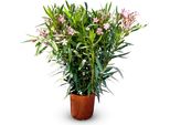 Albero Del Sole - Pianta - Oleandro - Nerium Oleander - Colore Rosa - Altezza 100-120 Cm - Pianta Da Esterno - Sempreverde In Inverno - Pianta Mediterranea