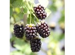 Mora 'Thornless Boysenberry' Circa 60 Cm Varietà Senza Spine Per Il Vostro Giardino