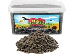 Bite & Delight Semi Di Girasole Neri Per Uccelli 1,1 Kg - Mangime Per Uccelli Selvatici Tutto L'anno - Energia Per Piccoli Uccelli In Estate E In Inverno - 2500 Ml