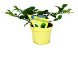 Kaffir Lime - Citrus Hystrix - 2 Piante - Kaffir Lime Spice Plant