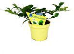 Kaffir Lime - Citrus Hystrix - 1 Pianta - Erba Kaffir Lime