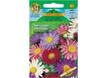 Giardino Di Nohel Astra Chinensis Alta Semplice, Miscuglio