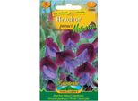 Nohel Garden Piselli Profumati Mutacana, Blu-Viola