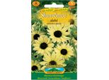 Girasole Debole, Beige