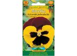Viola Del Pensiero Di Nohel Garden F1, Giallo-Rosso Con Occhio