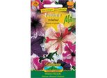 Nohel Garden Petunia Ondulata, Mista