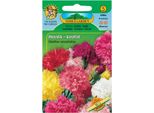 Garofano Di Nohel Garden Knotweed, Miscela