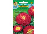 Nohel Garden Astra Chinensis Princess, Rosso