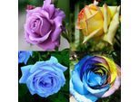 150 X Stile Misto Piante Rare Semi Di Fiori Di Peonia Rosa Multicolore