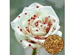 100 Pezzi Bella Goccia Bianca Sangue Rose Semi Casa Giardino Fiori Pianta Semi