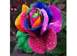 80 Pezzi Semi Di Fiori Arcobaleno Colorati Piante Da Giardino Multicolore Unico