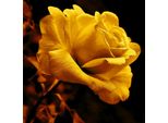 100 Pezzi Semi Di Fiori Di Rosa D'oro Crescita Naturale Giardino Semi Di Piante Di Fiori