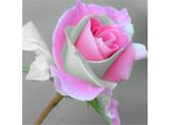 100 Pezzi Semi Di Fiori Di Rosa Rari Amanti Piante Giardino Di Casa 2 Colori