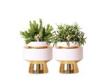 Colibrì Verdi Rhipsalis Set Di 2 Piante In Vasi Decorativi Oro Le Chic Vaso In Vetroceramica Dimensioni 9Cm
