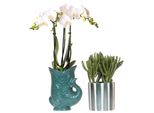 Orchidee Colibrì Set Di Orchidee Amabilis Bianche In Vaso Verde Pesce E Succulente In Vaso Verde A Strisce Dipinte Dimensioni Del Vaso 9 Cm