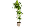Dracaena Deremensis Hawaiian Sunshine Pianta Da Appartamento Di 24 Cm Di Diametro - Altezza 140 Cm, Facile Da Curare