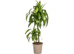 Dracaena Deremensis Hawaiian Sunshine - Pianta Da Appartamento Ø19Cm, Altezza 80Cm, Facile Da Curare E Bellissima