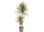 Dracaena Marginata Bicolor, Pianta D'appartamento Di Ø21 Cm E Altezza 120 Cm - Bellezza Verde Di Facile Cura