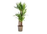 Yucca Elephantipes - Giglio Di Palma Gigante - Pianta D'appartamento - Ø21Cm - Altezza 90-110Cm - Pianta Verde Robusta - Facile Da Curare E Decorativa