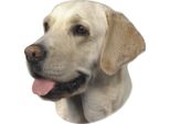 Adesivo Nobby Labrador Light 120 X 150 Mm, Set Da 2
