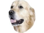 Adesivo Nobby Golden Retriever 120 X 150 Mm, Set Da 2