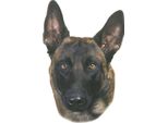 Adesivo Nobby Malinois 120 X 150 Mm, Set Da 2