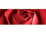 Fiori - Poster Per Porta - Rosa Rossa + 1 Confezione Di Tesa Powerstrips® - Contenuto 20 Pezzi