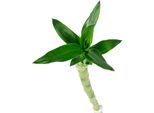 Lucky Bamboo 'Lucky Bamboo' Fusto Dritto, In Tubo - Pianta D'appartamento Di Facile Cura, Dracaena Sanderiana - Altezza Circa 50 Cm, Vaso Ø 5 Cm