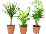 Set Di 3 Piante D'appartamento Facili Da Curare Chamaedorea, Dieffenbachia, Dracaena - Piante D'appartamento Facili Da Curare, Vaso Ø 10-12 Cm
