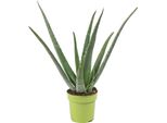Aloe Vera - Pianta D'appartamento Di Facile Manutenzione, Aloe Vera - Altezza Circa 40 Cm, Vaso Ø 12 Cm