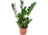 Piuma Fortunata - Pianta D'appartamento Di Facile Cura, Zamioculcas Zamiifolia 3+ - Altezza Circa 55 Cm, Vaso Ø 17 Cm