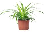Giglio Verde 'Ocean' - Pianta D'appartamento Di Facile Manutenzione, Chlorophytum Comosum - Altezza Circa 20 Cm, Vaso Ø 12 Cm