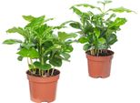 Set Di 2 Piante Di Caffè - Pianta D'appartamento Di Facile Manutenzione, Coffea Arabica - Altezza Circa 20 Cm, Vaso Ø 9 Cm
