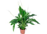 Monopodium 3-5 Fiori/Boccioli - Pianta D'appartamento Di Facile Manutenzione, Spathiphyllum - Altezza Circa 50 Cm, Vaso Ø 13 Cm