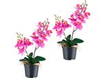 Kunstorchidee Creativ Green "Orchidee Phalaenopsis", Lila, H:28Cm, Kunststoff, Kunstpflanzen, Mit Real-Touch-BlüTen