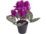 Kunstblume BOTANIC-HAUS "Alpenveilchen", Bunt (Beauty), B:20Cm H:24Cm T:20Cm Ø:20Cm, Kunststoff, Kunstpflanzen