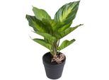 KüNstliche Zimmerpflanze BOTANIC-HAUS "Dieffenbachia Camila", GrüN (GrüN, HellgrüN), B:24Cm H:28Cm T:24Cm Ø:24Cm, Kunststoff, Kunstpflanzen, KüNstliche Zimmerpflanze