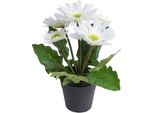 Kunstblume BOTANIC-HAUS "Gerbera Mit 5 BlüTen", Beige (Creme, Weiß), B:24Cm H:26Cm T:24Cm Ø:24Cm, Kunststoff, Kunstpflanzen