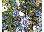 Zuty - Pittura Per Numeri - Crpy Blue, 40X50 Cm, Senza Cornice E Senza Spegnimento Della Tela