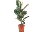 Albero Della Gomma - Pianta D'appartamento Di Facile Manutenzione, Ficus Elastica 'Robusta' - Altezza Circa 50 Cm, Vaso Ø 17 Cm