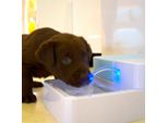 Topchances 1.8L Dog Cat Automatic Water Fountain Pet Fountain Led Automatic Pet Water Drinking Fountain Con Filtro A Carbone E Distributore D'acqua Circolante Pet Drinking Fountains