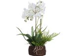 Hill Interiors - Pianta Artificiale, Orchidea HI3354 (Taglia Unica) (Bianco)