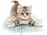 Quadro Con Cornice - Gatto Maldestro 40X50 Cm