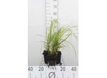 6 X Calamagrostis Brachytricha ( Stipa Brachytricha) - Reitgras - Topf 9X9 Cm