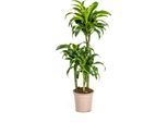 Dracaena Deremensis Dorado - Albero Del Drago - Pianta D'appartamento - Ø21Cm - Altezza 100-120Cm - Foglie Verde Scuro Con Bordo Giallo - Facile Da Curare E Decorare