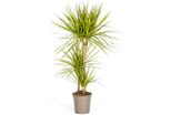 Drago - Dracaena Marginata 'Sunray' - Pianta D'appartamento - Ø21 Cm - Altezza 100-110 Cm - Contrasto Di Colori Tropicale - Facile Da Curare E Decorativa