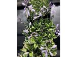 6 X Hosta Hybr. 'Patriot' - Diffusioni - Topf 9 X 9 Cm